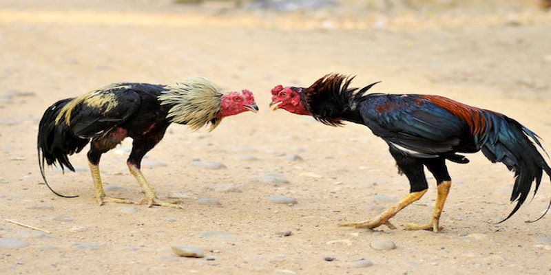 Soi Kèo Meron Biendo